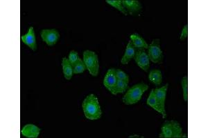 Immunofluorescent analysis of HepG2 cells using ABIN7174876 at dilution of 1:100 and Alexa Fluor 488-congugated AffiniPure Goat Anti-Rabbit IgG(H+L) (C7orf31 抗体  (AA 163-256))