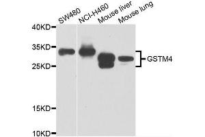 Western blot analysis of extracts of various cell lines, using GSTM4 antibody. (GSTM4 抗体  (AA 1-218))