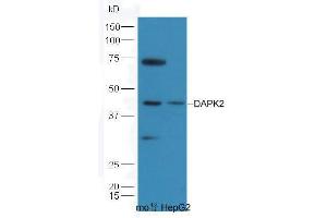 Lane 1: Mouse Kidney lysate; Lane 2: HepG2 lysate probed  at 1:5000 90min in 37˚C. (Dapk1/2 (AA 271-370) 抗体)