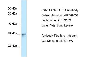 Western Blotting (WB) image for anti-HAUS Augmin-Like Complex, Subunit 1 (HAUS1) (C-Term) antibody (ABIN2789196) (HAUS1 抗体  (C-Term))