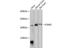 Western blot analysis of extracts of various cell lines, using KDM5C antibody (ABIN7268331) at 1:1000 dilution. (KDM5C 抗体  (C-Term))
