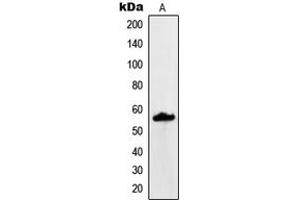 Western blot analysis of MUC13 expression in KNRK (A) whole cell lysates. (MUC13 抗体  (C-Term))