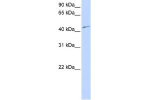 WB Suggested Anti-PCTK3 Antibody Titration:  0. (CDK18 抗体  (N-Term))
