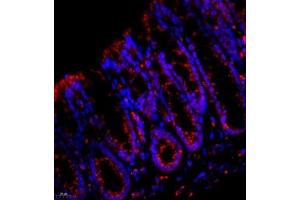 Immunofluorescence analysis of paraffin embedded mouse rectum using Cathepsin-Z (ABIN7073350) at dilution of 1: 600 (Cathepsin Z 抗体)