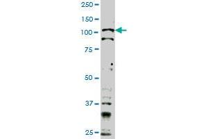 TLR9 monoclonal antibody (M02), clone 1F4 Western Blot analysis of TLR9 expression in Hela S3 NE . (TLR9 抗体  (AA 99-215))