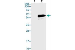 Western blot analysis of Lane 1: Negative control (vector only transfected HEK293T lysate), Lane 2: Over-expression Lysate (Co-expressed with a C-terminal myc-DDK tag (~3. (LRRC14 抗体)