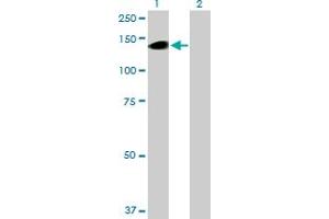 Western Blot analysis of BCAN expression in transfected 293T cell line by BCAN MaxPab polyclonal antibody. (BCAN 抗体  (AA 1-911))