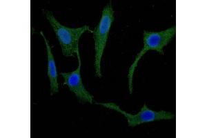 Immunofluorescence (IF) image for anti-Secretagogin, EF-Hand Calcium Binding Protein (SCGN) (AA 1-276) antibody (ABIN7168669)