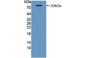 Detection of Recombinant FKBP4, Human using Polyclonal Antibody to FK506 Binding Protein 4 (FKBP4) (FKBP4 抗体  (AA 2-459))