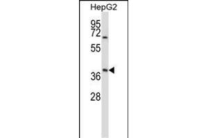 BP Antibody (N-term) (ABIN657686 and ABIN2846678) western blot analysis in HepG2 cell line lysates (35 μg/lane). (AMBP 抗体  (N-Term))