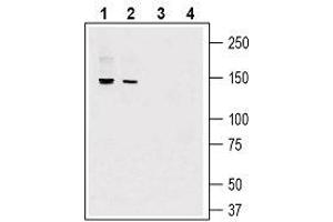 Western blot analysis of mouse lung lysate (lanes 1 and 3) and mouse heart lysate (lanes 2 and 4): - 1, 2. (Adhesion G-Protein Coupled Receptor G6 (ADGRG6) (AA 753-767), (Extracellular) 抗体)