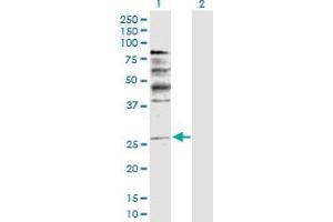 Western Blot analysis of NRG1 expression in transfected 293T cell line by NRG1 MaxPab polyclonal antibody. (Neuregulin 1 抗体  (AA 1-241))