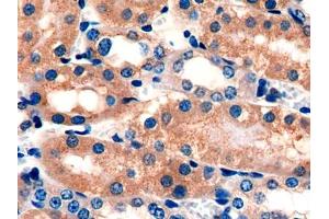 DAB staining on IHC-P; Samples: Mouse Kidney Tissue (GOLM1 抗体  (AA 133-379))