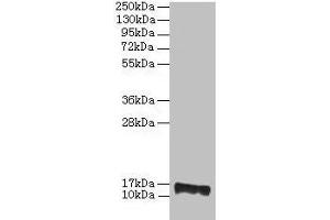 Western blot All lanes: PMP2 antibody at 2 μg/mL + EC109 whole cell lysate Secondary Goat polyclonal to rabbit IgG at 1/15000 dilution Predicted band size: 15 kDa Observed band size: 15 kDa (PMP2 抗体  (AA 1-132))