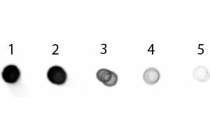 Dot Blot (DB) image for Goat anti-Pig IgG (Heavy & Light Chain) antibody (Alkaline Phosphatase (AP)) - Preadsorbed (ABIN101876)