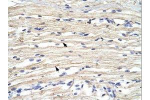 Image no. 1 for anti-Lysine (K)-Specific Demethylase 2A (KDM2A) (N-Term) antibody (ABIN6736177) (KDM2A 抗体  (N-Term))