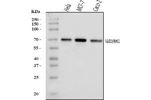 Western blot analysis of Nac1/NACC1 using anti-Nac1/NACC1 antibody (ABIN7599756).