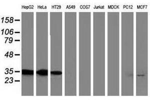 Image no. 3 for anti-Annexin A3 (ANXA3) antibody (ABIN1496646) (Annexin A3 抗体)