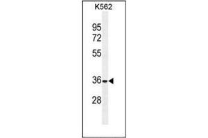 Western blot analysis of FOXI3 Antibody (Center) in K562 cell line lysates (35ug/lane).