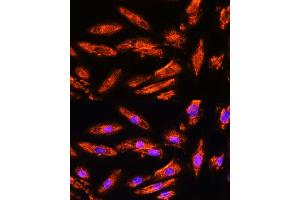 Immunofluorescence analysis of H9C2 cells using BNP Rabbit pAb (ABIN3023135, ABIN3023136, ABIN3023137, ABIN1513273 and ABIN6219406) at dilution of 1:100. (NPPB 抗体  (AA 1-134))