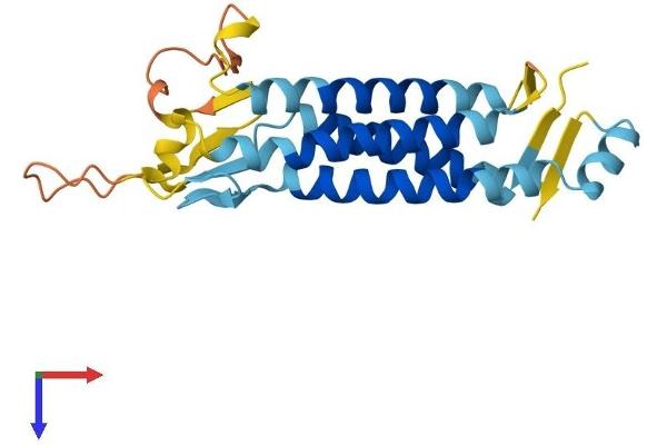 LHFPL2 Protein (AA 1-222) (His tag)