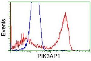 Image no. 2 for anti-phosphoinositide-3-Kinase Adaptor Protein 1 (PIK3AP1) antibody (ABIN1496828)