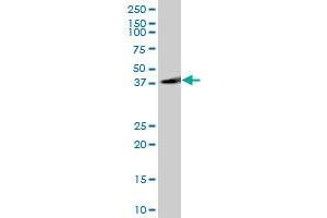 GAP43 MaxPab polyclonal antibody. (GAP43 抗体  (AA 1-238))