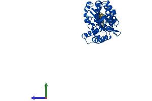 NT5C3 Protein (AA 1-336) (His tag)