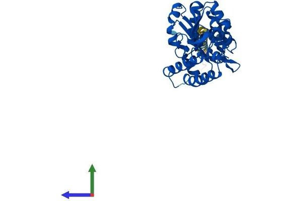 NT5C3 Protein (AA 1-336) (His tag)
