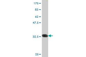 Western Blot detection against Immunogen (32. (Serotonin Receptor 5A 抗体  (AA 223-282))