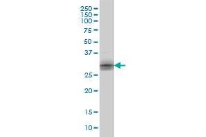 KLK8 monoclonal antibody (M01), clone 2F11 Western Blot analysis of KLK8 expression in A-431 . (Kallikrein 8 抗体  (AA 97-204))