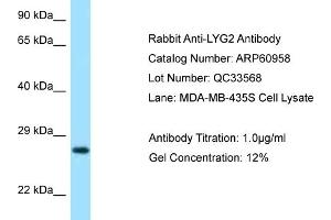 Western Blotting (WB) image for anti-Lysozyme G-Like 2 (LYG2) (N-Term) antibody (ABIN2788632) (LYG2 抗体  (N-Term))