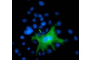 Anti-DEF8 mouse monoclonal antibody (ABIN2454414) immunofluorescent staining of COS7 cells transiently transfected by pCMV6-ENTRY DEF8 (RC224669). (DEF8 抗体)