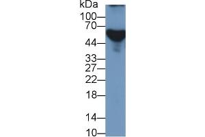 Rabbit Detection antibody from the kit in WB with Positive Control:  Sample Human Serum. (APOH ELISA 试剂盒)