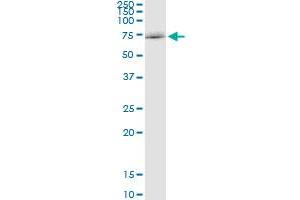 Immunoprecipitation of SOCS5 transfected lysate using anti-SOCS5 MaxPab rabbit polyclonal antibody and Protein A Magnetic Bead , and immunoblotted with SOCS5 purified MaxPab mouse polyclonal antibody (B01P) . (SOCS5 抗体  (AA 1-536))