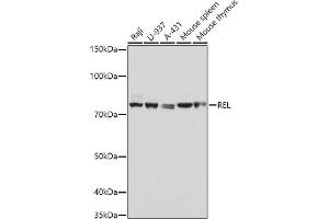 Western blot analysis of extracts of various cell lines, using REL antibody (ABIN3021649, ABIN3021650, ABIN3021651 and ABIN6215485) at 1:1000 dilution. (c-Rel 抗体  (AA 1-300))