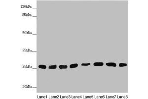 Western blot All lanes: CHCHD3 antibody at 0. (CHCHD3 抗体  (AA 1-227))