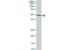 IMPDH1 monoclonal antibody (M01), clone 3G6. (IMPDH1 抗体  (AA 201-300))