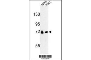 Western blot analysis of GFPT2 Antibody in A2058, K562 cell line lysates (35ug/lane) (GFPT2 抗体  (AA 175-201))