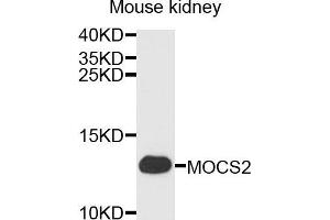 Western blot analysis of extracts of mouse kidney cells, using MOCS2 antibody.