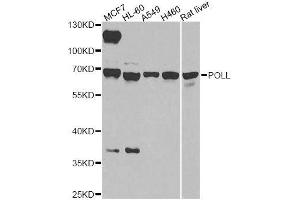 Western blot analysis of extracts of various cell lines, using POLL antibody. (POLL 抗体  (AA 421-575))