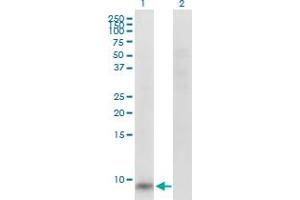 Western Blot analysis of GNG11 expression in transfected 293T cell line by GNG11 MaxPab polyclonal antibody. (GNG11 抗体  (AA 1-73))