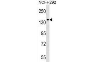 Western Blotting (WB) image for anti-Discs, Large (Drosophila) Homolog-Associated Protein 4 (DLGAP4) antibody (ABIN2998699) (DLGAP4 抗体)