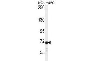ATXN7L2 Antibody (C-term) western blot analysis in NCI-H460 cell line lysates (35µg/lane).