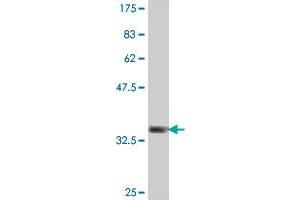 Western Blot detection against Immunogen (36. (USP45 抗体  (AA 106-196))