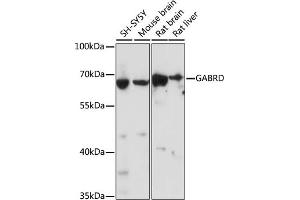 Western blot analysis of extracts of various cell lines, using GABRD antibody (ABIN7267323) at 1:1000 dilution. (GABRD 抗体  (AA 330-430))