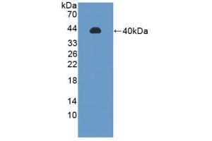 Western Blotting (WB) image for anti-Protein Phosphatase 2A Activator, Regulatory Subunit 4 (PPP2R4) (AA 1-323) antibody (ABIN7441121)