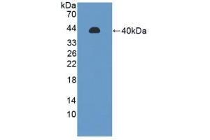 Detection of Recombinant PPP2R4, Rat using Polyclonal Antibody to Protein Phosphatase 2A Activator, Regulatory Subunit 4 (PPP2R4) (PPP2R4 抗体  (AA 1-323))
