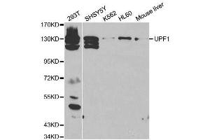 Western blot analysis of extracts of various cell lines, using UPF1 antibody. (RENT1/UPF1 抗体  (AA 270-370))