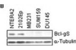 Western Blotting (WB) image for anti-BCL2-Like 14 (Apoptosis Facilitator) (BCL2L14) (BH3 Domain) antibody (ABIN2997105) (BCL2L14 抗体  (BH3 Domain))